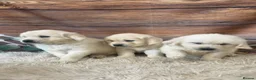 Golden Retriever dogs for sale: KC Reg Golden Retriever  - Advert 3