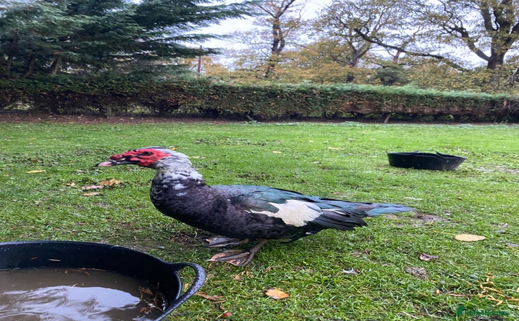 Ducks poultry Muscovy Drake - 3 year old Male  - Advert 2