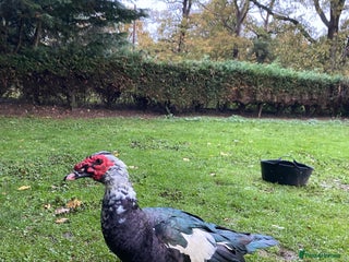 Ducks poultry Muscovy Drake - 3 year old Male - Advert 17