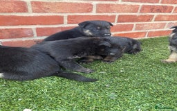 German Shepherd dogs for sale: German shepherd puppies  - Image 5
