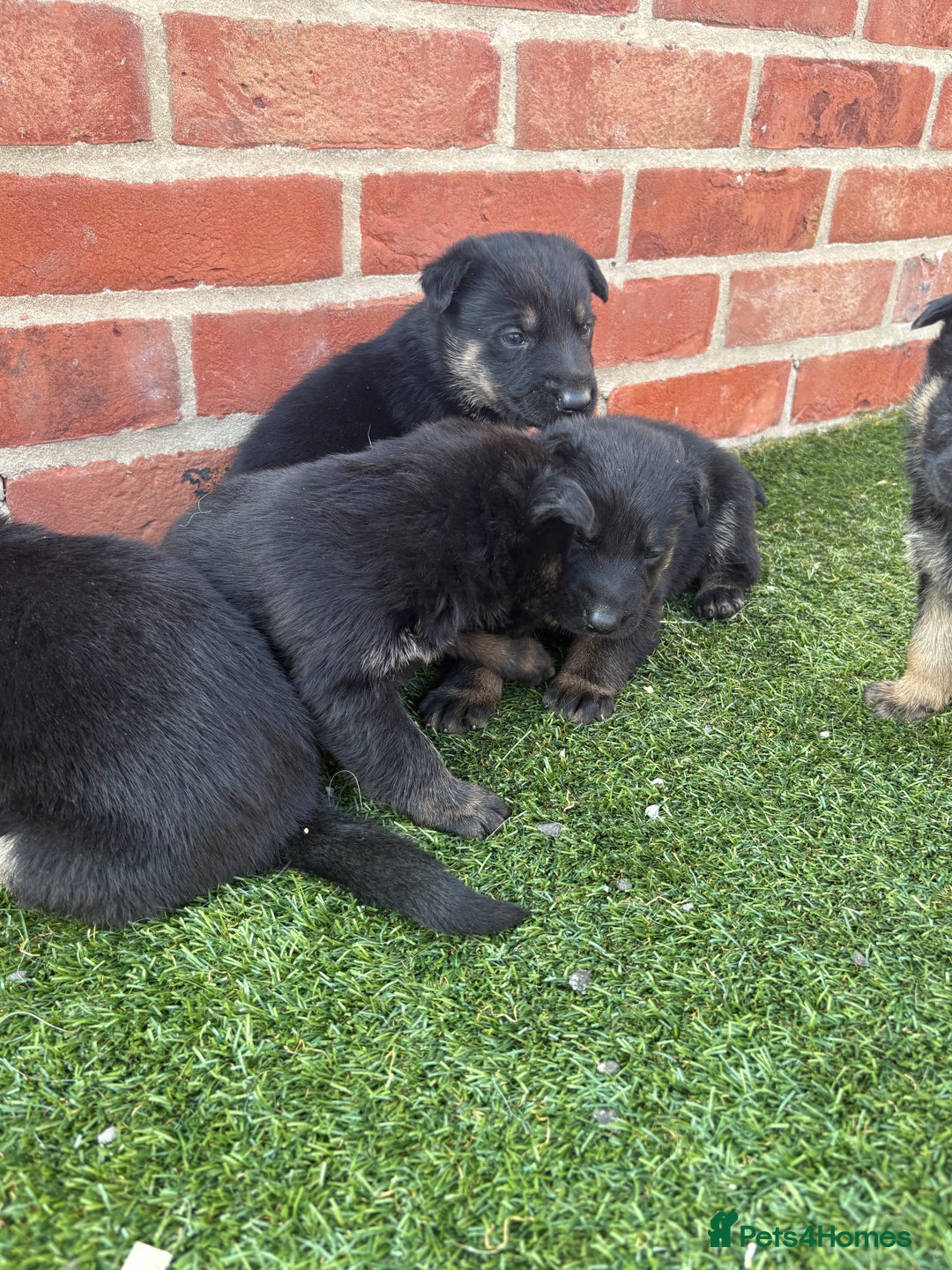 German Shepherd dogs for sale: German shepherd puppies  - Image 5
