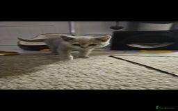 British Shorthair cats for sale: Rare lilac British Short Hair Kitten (Female)  - Image 11
