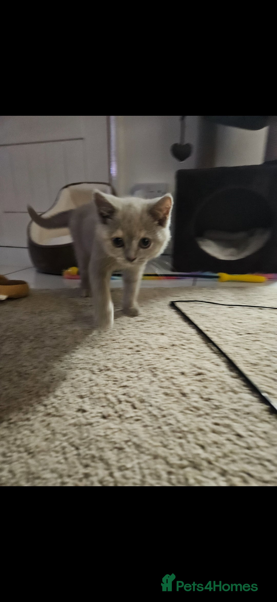 British Shorthair cats for sale: Rare lilac British Short Hair Kitten (Female)  - Image 11