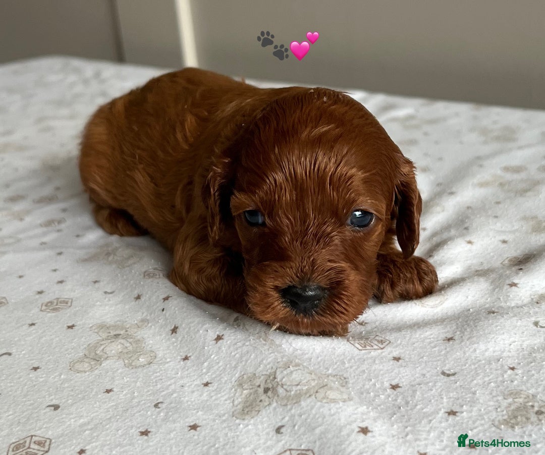 Cavapoo dogs for sale: Fully health tested Cavapoo 🐾🐶 - Image 7