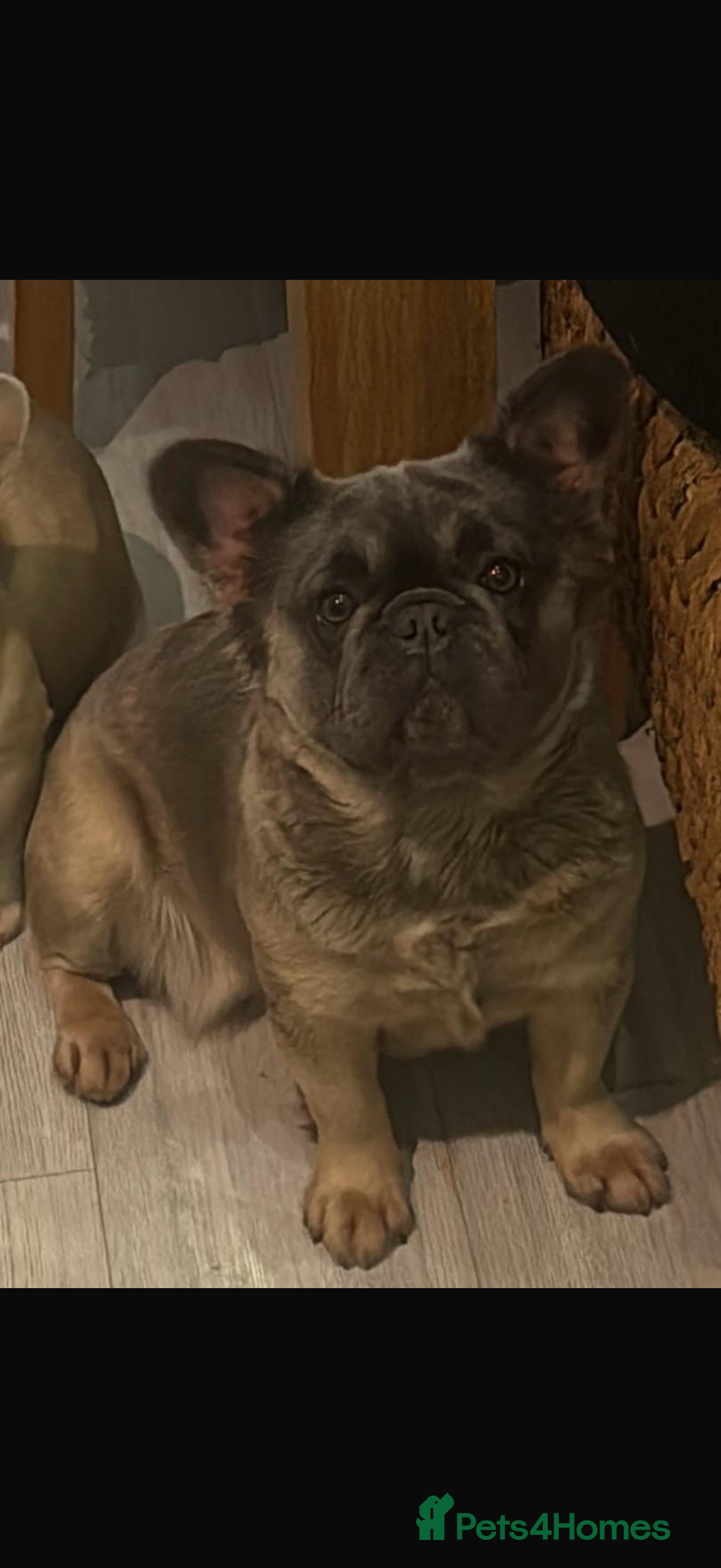French Bulldog dogs Female KC registered fluffy French bulldog  in Birmingham - Advert 3