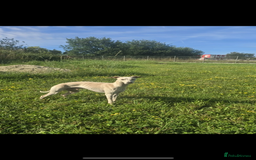 Italian Greyhound dogs for sale: White/Cream Italian Greyhound pups  - Image 2