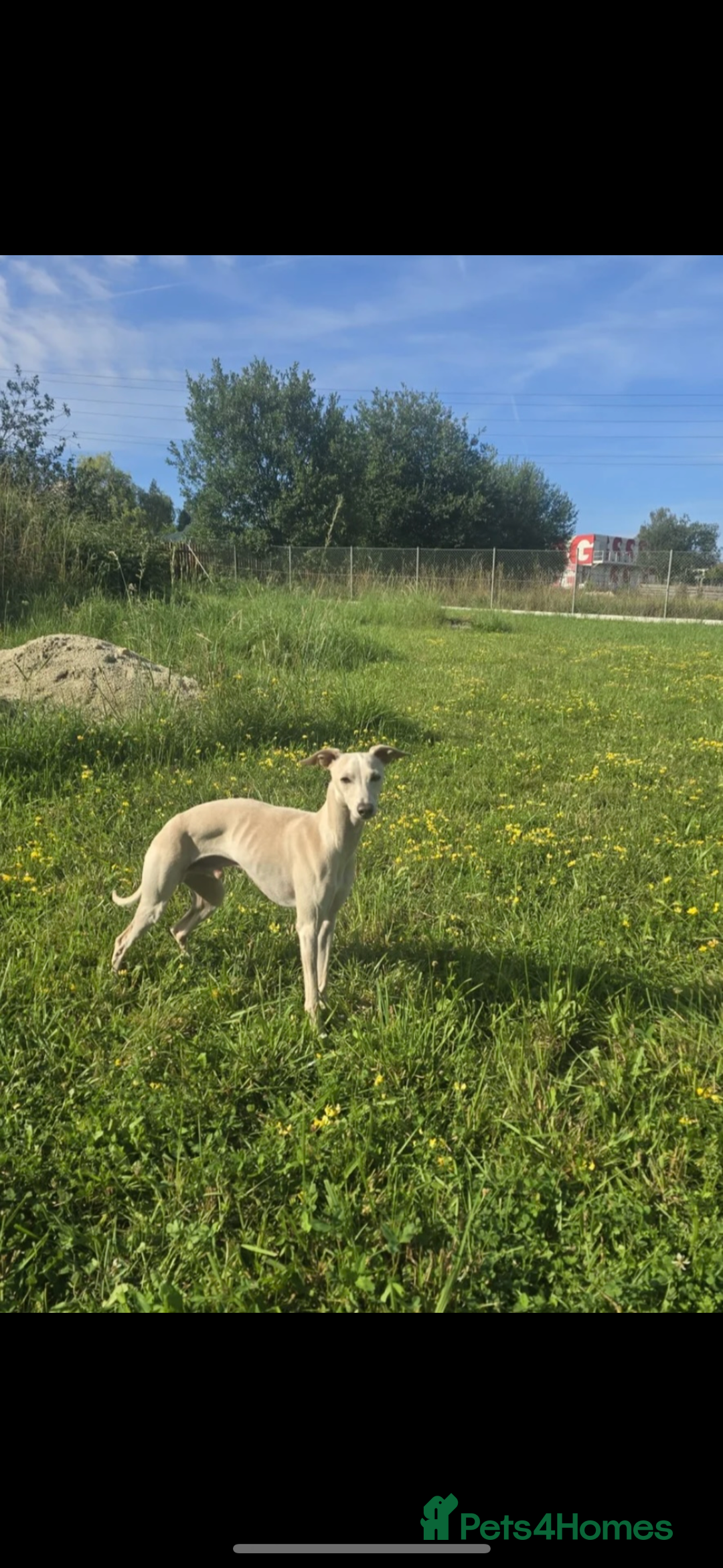 Italian Greyhound dogs for sale: White/Cream Italian Greyhound pups  - Image 2