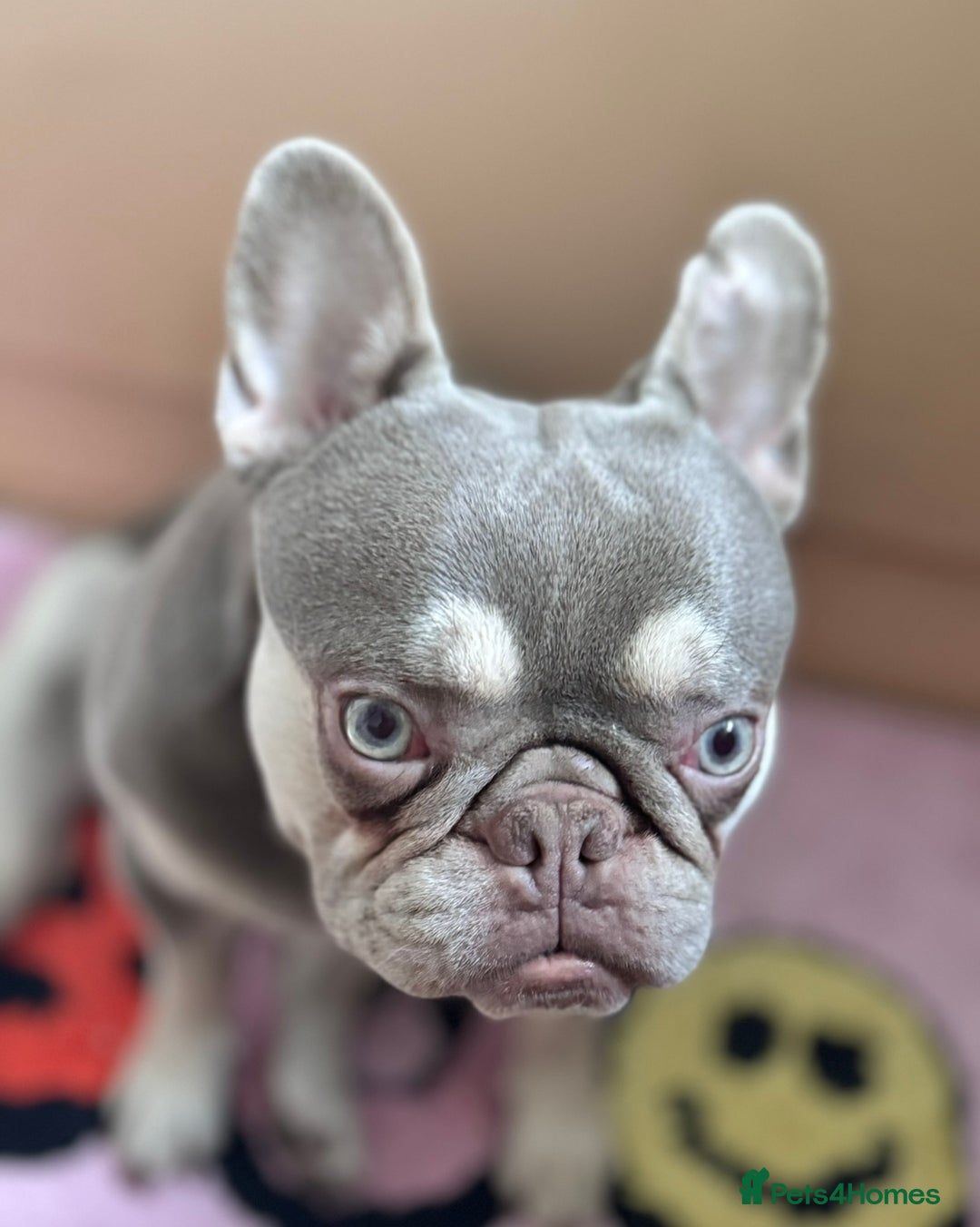 French Bulldog dogs for stud: Lilac & Fawn French Bulldog Available for Stud  - Image 2