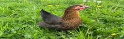 Mixed Breed poultry for sale: Hybrid Pullets POL Vaccinated - Advert 7
