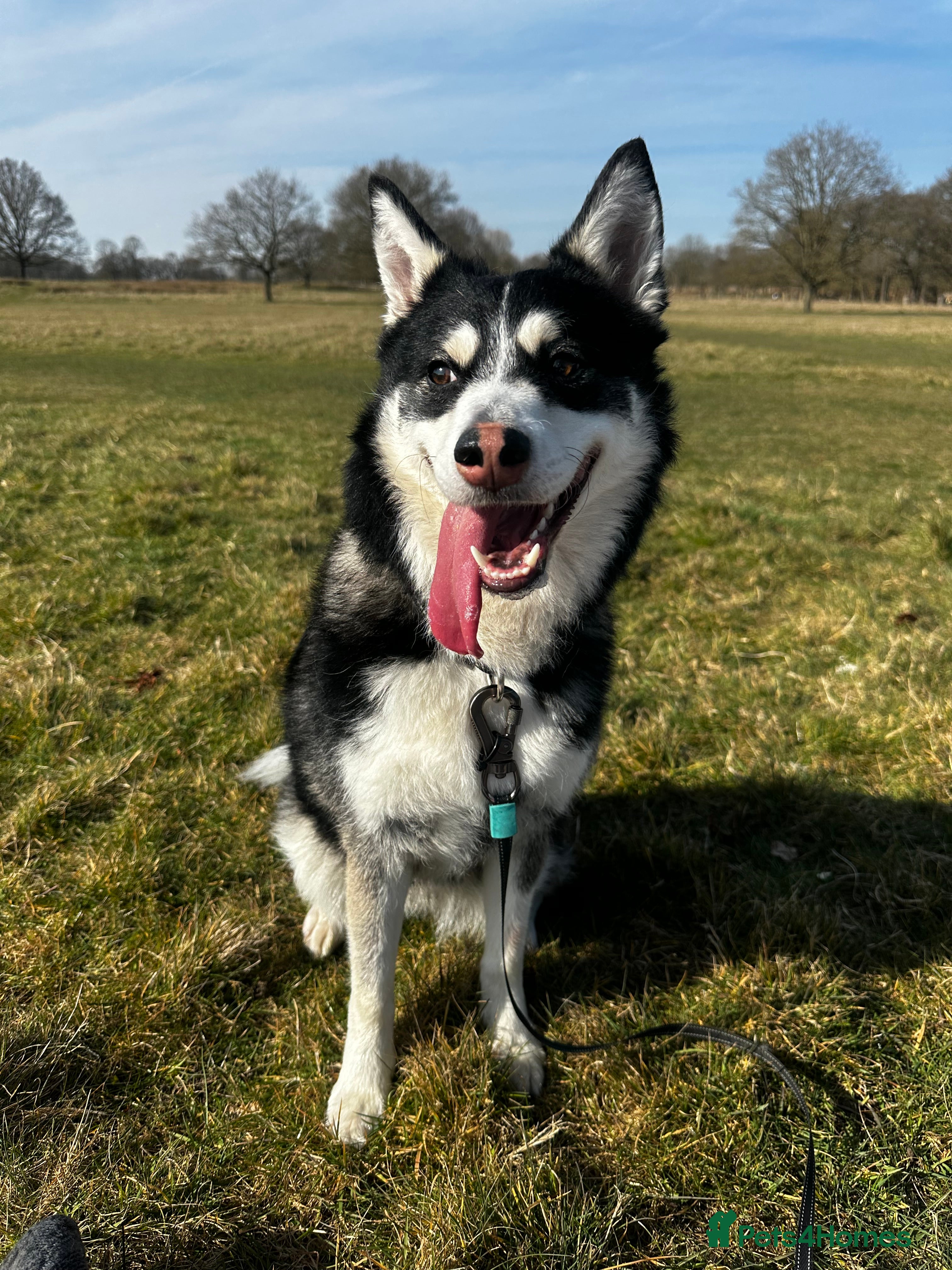 Pomsky dogs Pomsky for re-homing - Advert 12