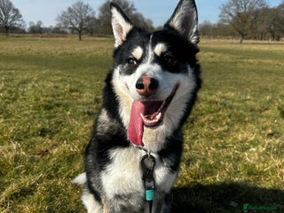 Pomsky dogs for sale - Advert 1