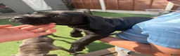 Cane Corso dogs for sale: Beautiful cane corso pups available  - Advert 20