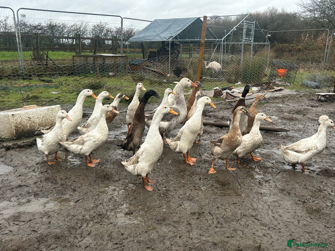 Mixed Breed poultry for sale: Mixed Poultry for Sale (See Description) - Advert 12