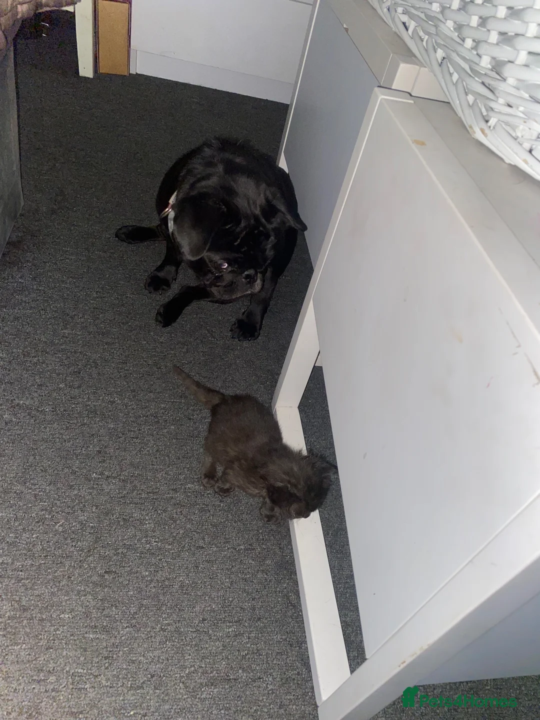 Mixed Breed cats for sale: 6 gorgeous kittens in Sheerness - Advert 2