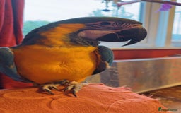 Macaws birds for sale: Very tame 7yr old female blue & gold macaw - Image 5