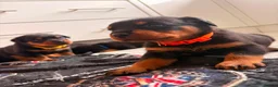 Rottweiler dogs for sale: WORLD CHAMPION CHUNKY ROTTWEILERS  - Advert 13