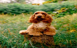 Cocker Spaniel dogs for sale: RESERVE NOW Show Champion Cocker Spaniels - Image 5