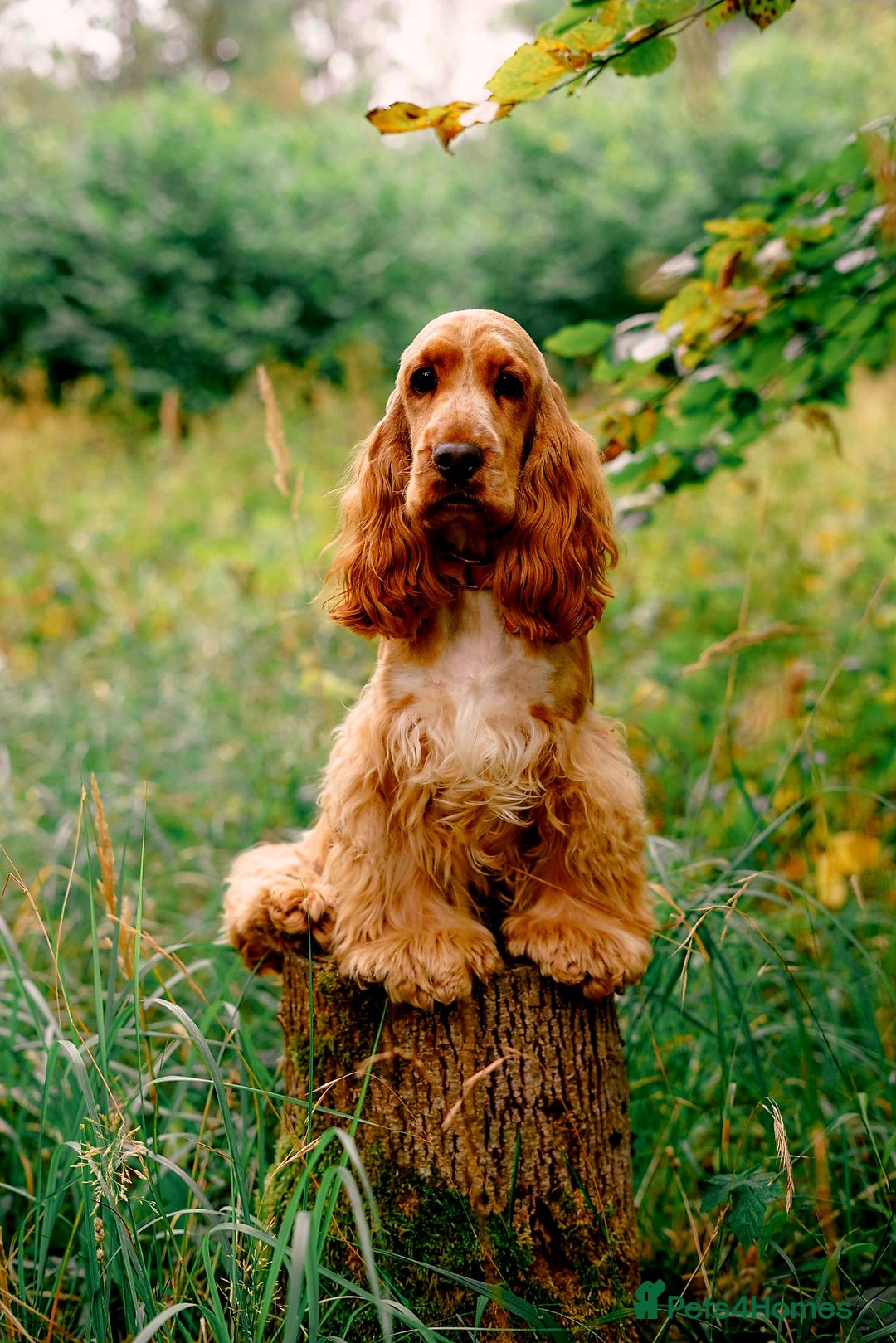 Cocker Spaniel dogs for sale: RESERVE NOW Show Champion Cocker Spaniels - Image 5