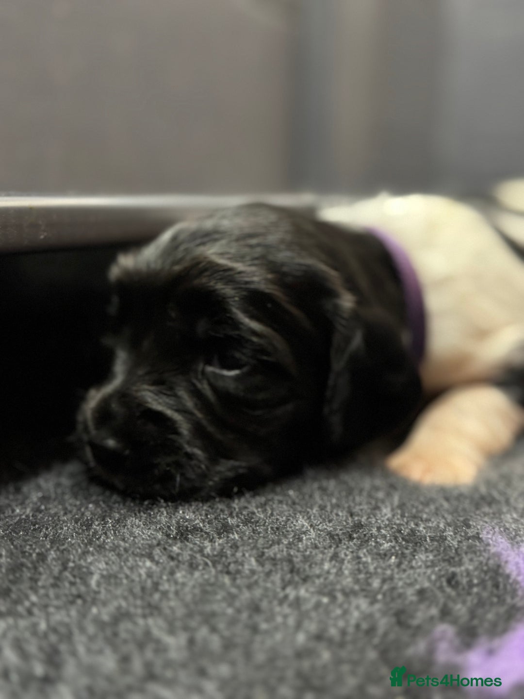 English Springer Spaniel dogs for sale: Hip/Elbow Scored and Health Tested, KC Springers  - Advert 6