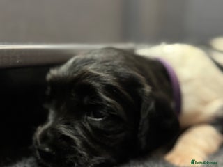 English Springer Spaniel dogs Hip/Elbow Scored and Health Tested, KC Springers - Advert 6