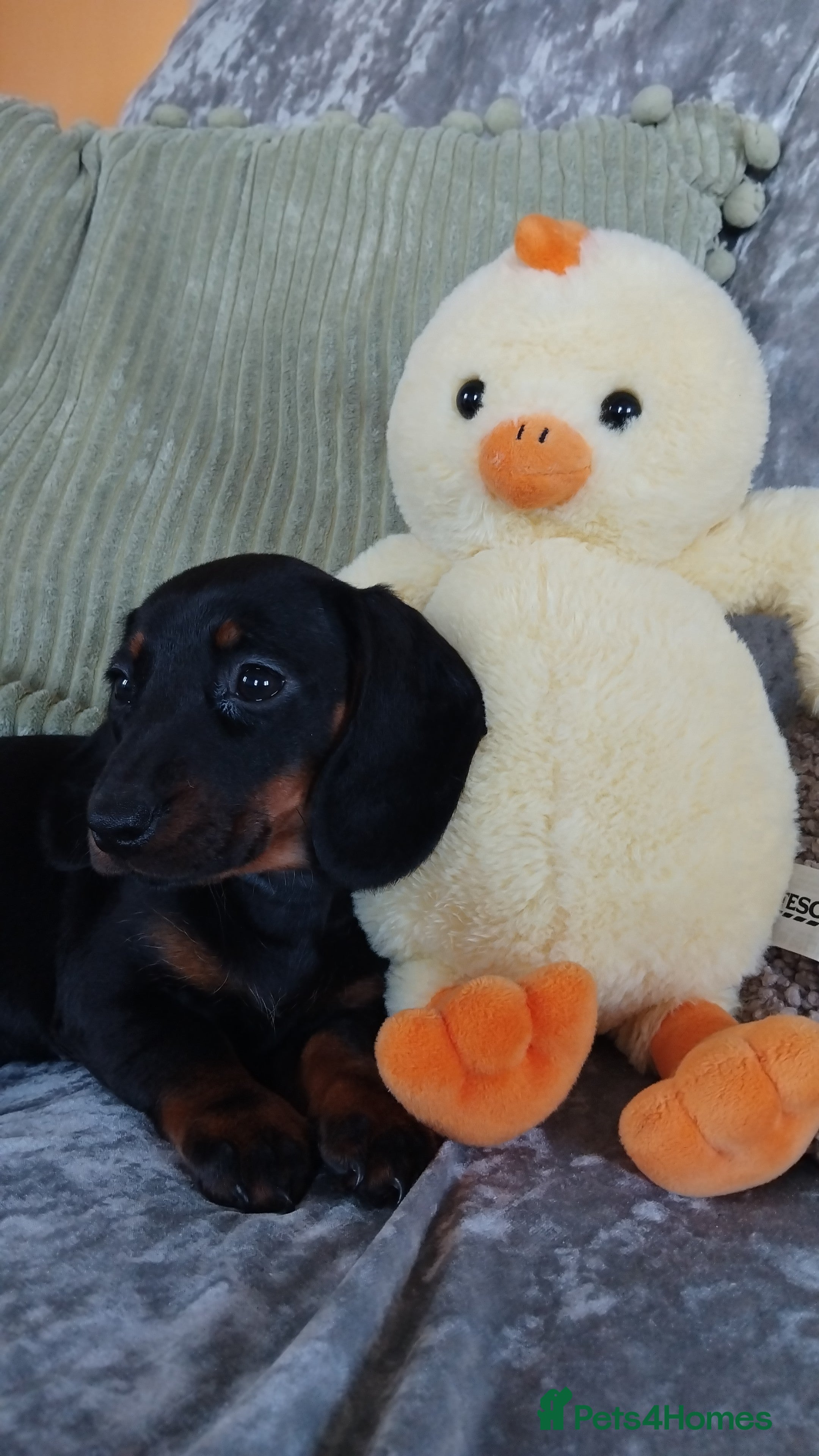 Miniature Dachshund dogs CHOCOLATE/ TAN MINIATURE DACHSHUND  - Advert 2