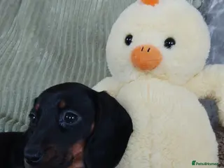 Miniature Dachshund dogs CHOCOLATE/ TAN MINIATURE DACHSHUND - Advert 5