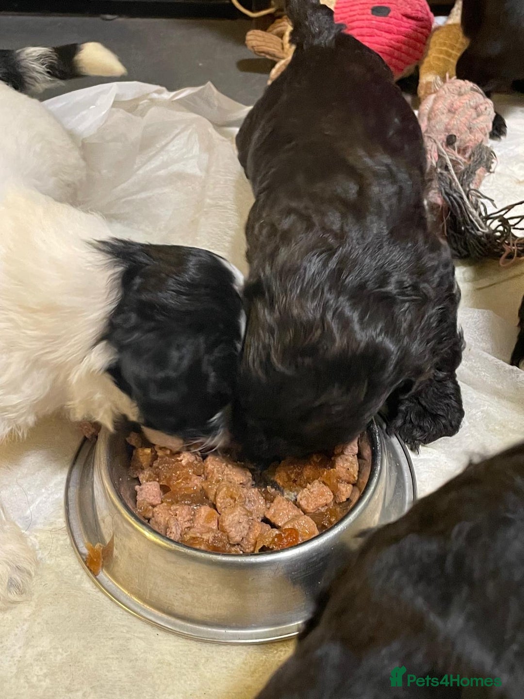 Mixed Breed dogs for sale: Stunning Sproodle x Shih Tzu pups ready 26/1 - Advert 14