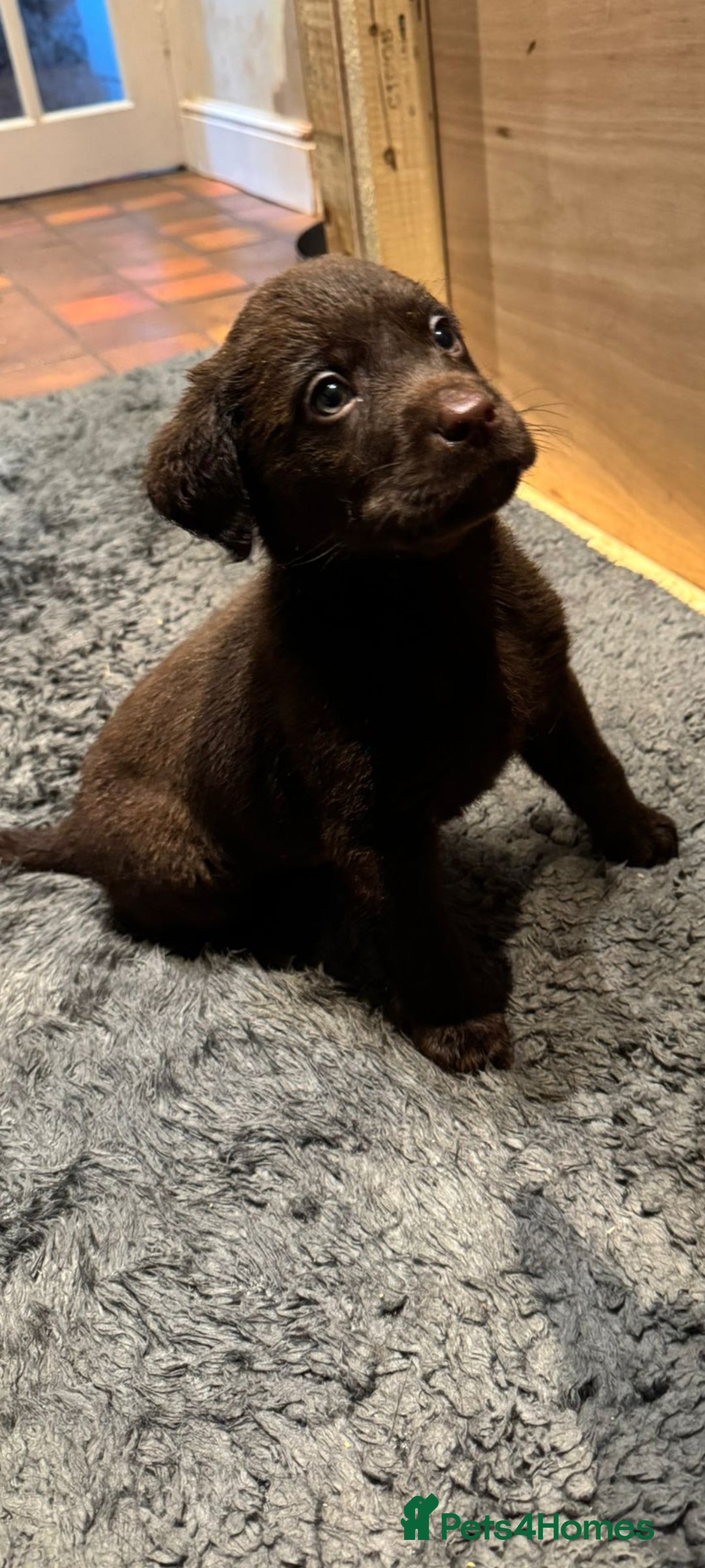 Labrador Retriever dogs for sale: Beautiful chunky labrador puppies - Advert 3