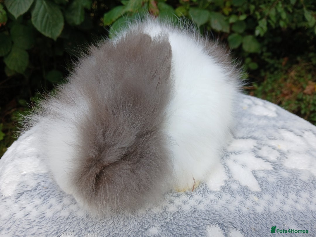 Lionhead rabbits for sale: Stunning DM Lionhead baby rabbits RTR - Image 10