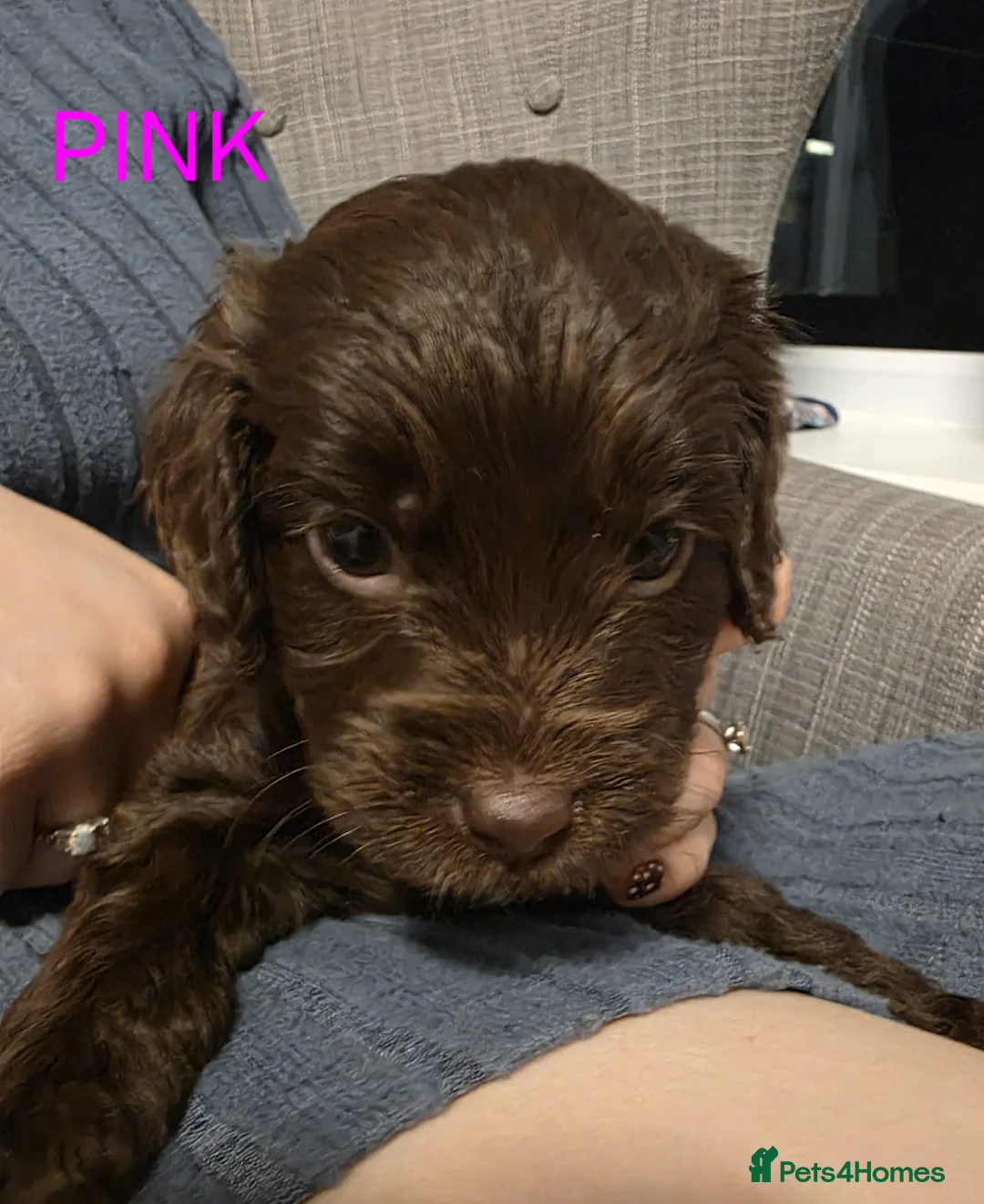 Cockapoo dogs for sale: Cockapoo Puppies  - Advert 19