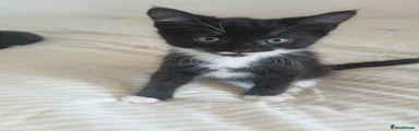 Male tuxedo 