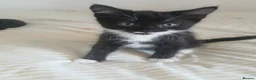 Mixed Breed cats for sale: Tuxedo/Tabby kittens 8 weeks old - Advert 20