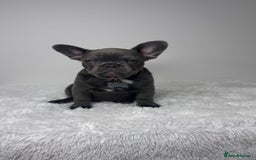 French Bulldog dogs for sale: Female French Bulldog: six moths old - Image 2