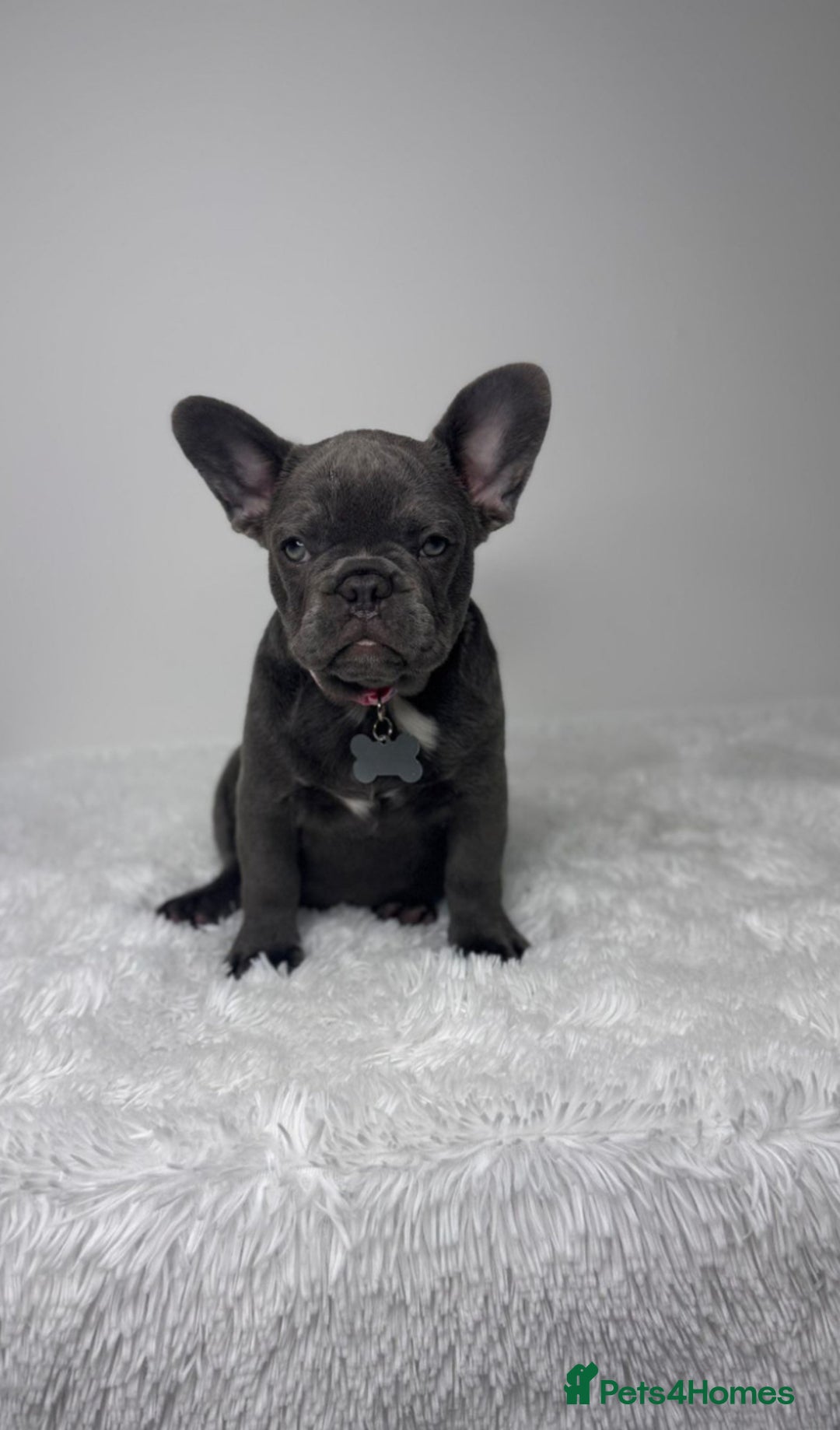 French Bulldog dogs for sale: Female French Bulldog: six moths old - Image 2