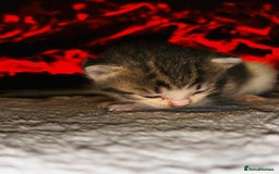 Domestic Shorthair cats for sale: Adorable Kittens! 🐾 - Image 7