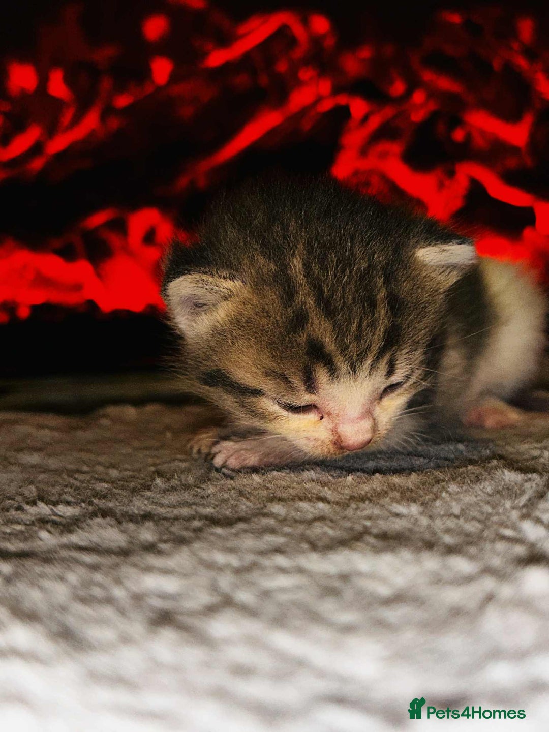 Domestic Shorthair cats for sale: Adorable Kittens! 🐾 - Image 7