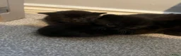 British Shorthair cats for sale: 4 kittens looking for forever homes in Blyth - Advert 6