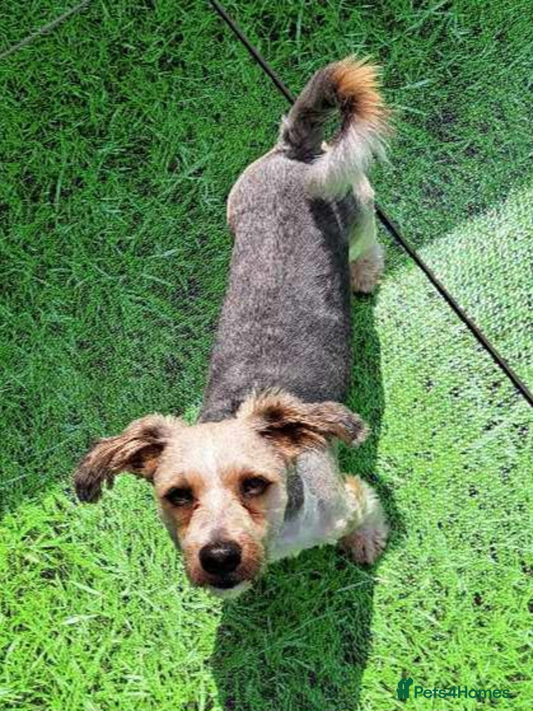 Shorkie dogs for sale: Ollie - Advert 4