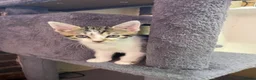 Mixed Breed cats for sale: Mom and baby boy - Advert 21