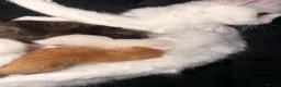 Mixed Breed cats for sale: Kittens - Advert 2
