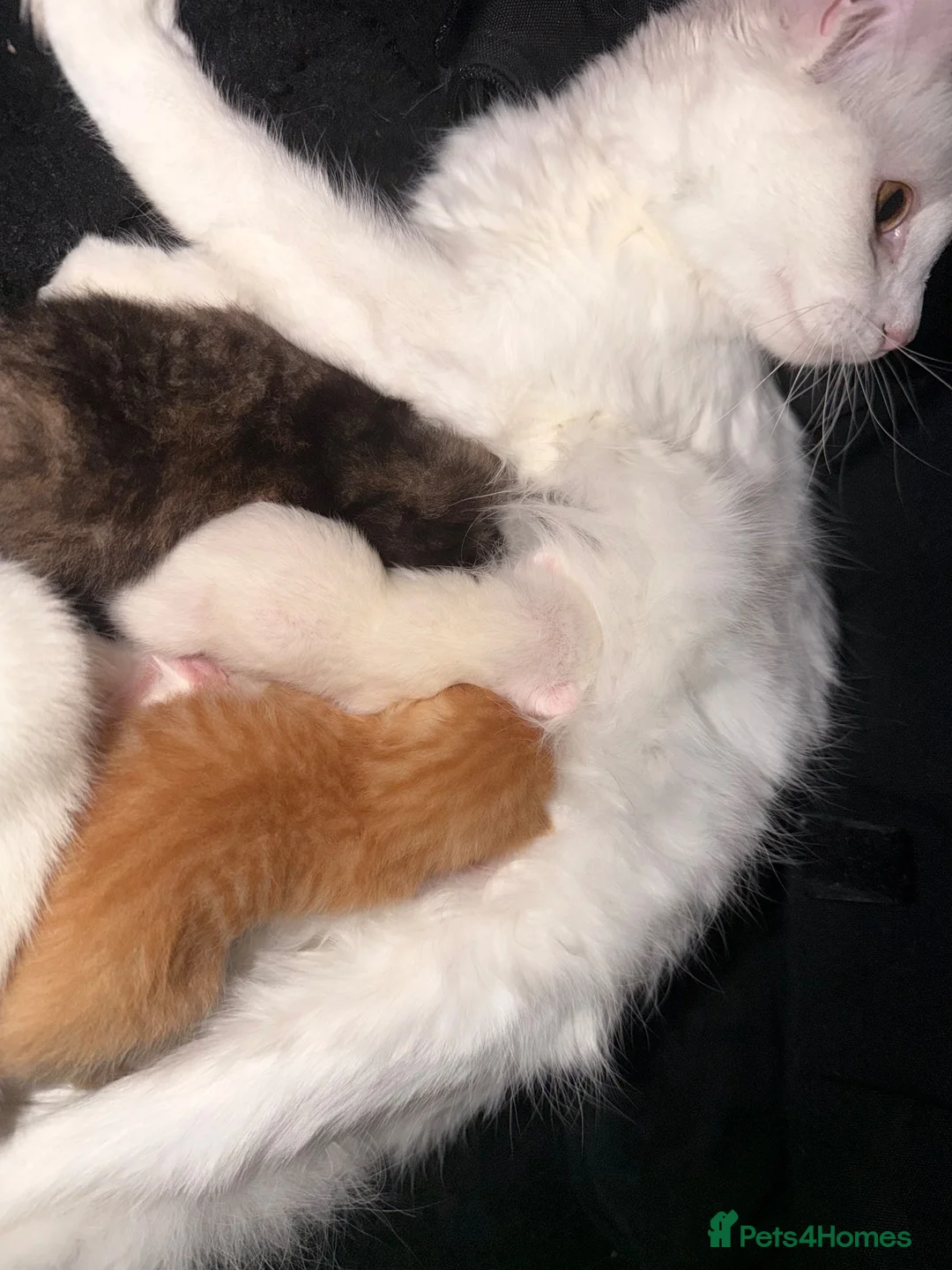 Mixed Breed cats for sale: Kittens - Advert 2