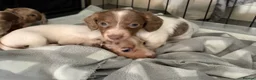 Dachshund dogs for sale: Miniature dachshund  - Advert 5