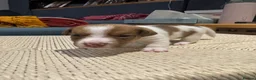 Jack Russell dogs for sale: 5 Jack Russell Puppies for Sale - Advert 15