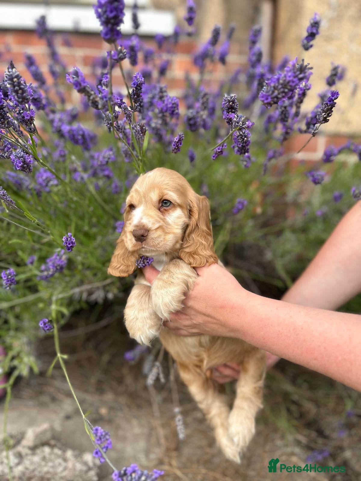 Cocker Spaniel dogs Kc registered cocker spaniel puppies  - Advert 1