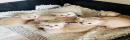 Ragdoll cats for sale: Exceptional Seal Tabby Mink Cherubim Boys - Advert 6