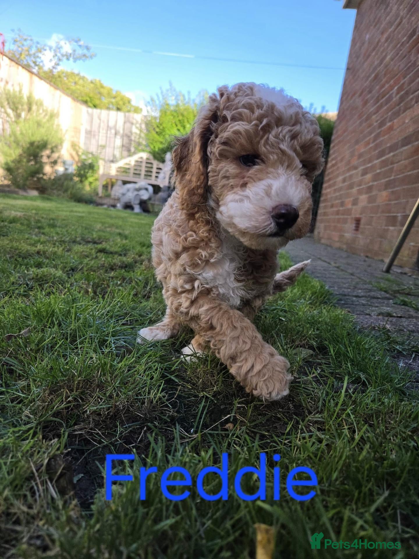 Toy Poodle dogs KC registered Toy Poodle puppies - Advert 1