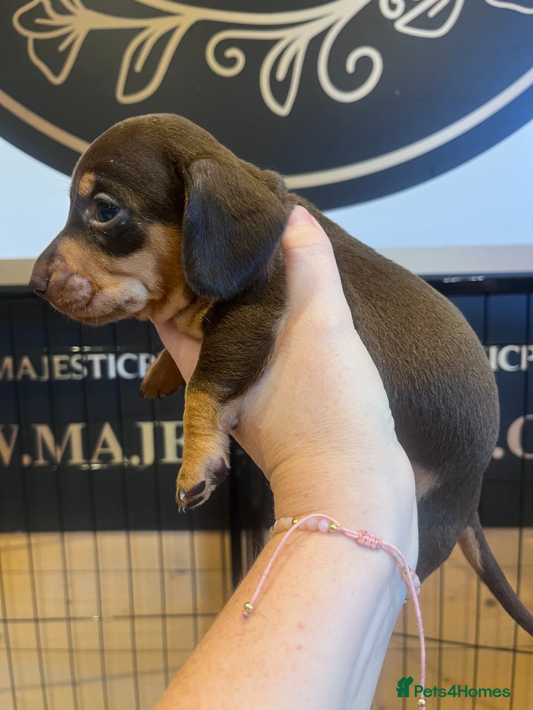 Dachshund dogs for sale: KC Registered Miniature Dachshunds - Image 7