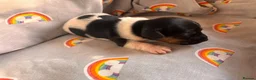 Jack Russell dogs for sale: Traditional Jack Russell Puppies  - Advert 9