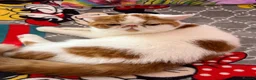 Exotic cats for sale: Exotic shorthair  - Advert 4