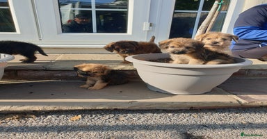 Mixed Breed dogs - Advert 6